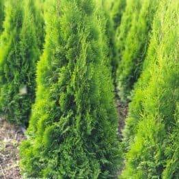 Туя західна Смарагд (Thuja occidentalis Smaragd) ФОТО Розплідник рослин Природа (77)