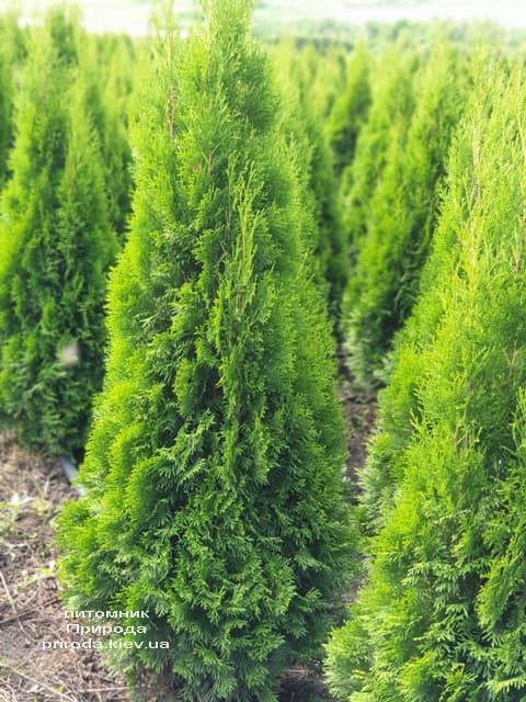 Туя західна Смарагд (Thuja occidentalis Smaragd) ФОТО Розплідник рослин Природа (77)