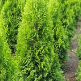 Туя західна Смарагд (Thuja occidentalis Smaragd) ФОТО Розплідник рослин Природа (78)