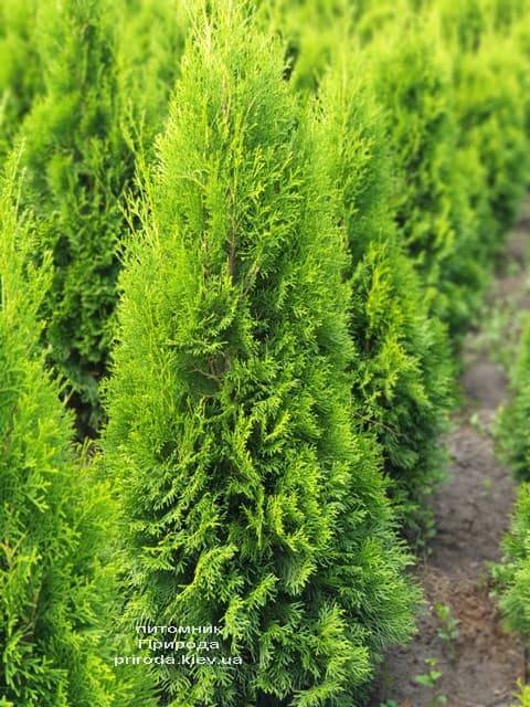 Туя західна Смарагд (Thuja occidentalis Smaragd) ФОТО Розплідник рослин Природа (78)