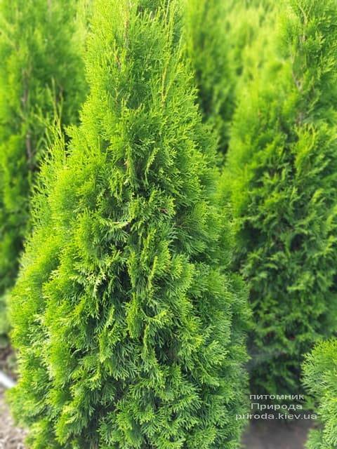 Туя західна Смарагд (Thuja occidentalis Smaragd) ФОТО Розплідник рослин Природа (79)