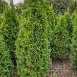 Туя західна Смарагд (Thuja occidentalis Smaragd) ФОТО Розплідник рослин Природа (84)