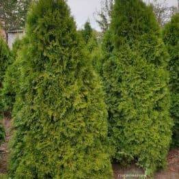 Туя западная Смарагд (Thuja occidentalis Smaragd) ФОТО Питомник растений Природа (88)