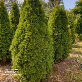 Туя західна Смарагд (Thuja occidentalis Smaragd) ФОТО Розплідник рослин Природа (92)