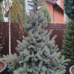 Ялина блакитна ХУПС (Picea pungens Hoopsi) ФОТО Розплідник рослин Природа (17)