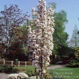 Сакура Аманогава (Вишня дрібнопильчата) (Prunus serrulata Amanogawa) ФОТО Розплідник рослин Природа (2)