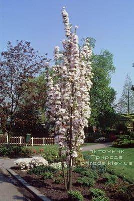 Сакура Аманогава (Вишня дрібнопильчата) (Prunus serrulata Amanogawa) ФОТО Розплідник рослин Природа (2)