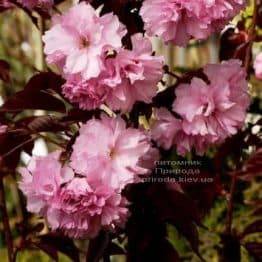 Сакура Роял Бургунді (Вишня дрібнопильчата) (Prunus serrulata Royal Burgundy) ФОТО Розплідник рослин Природа (1)