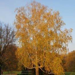 Берёза бородавчатая повислая (плакучая) (Betula pendula) ФОТО Питомник растений Природа (6)