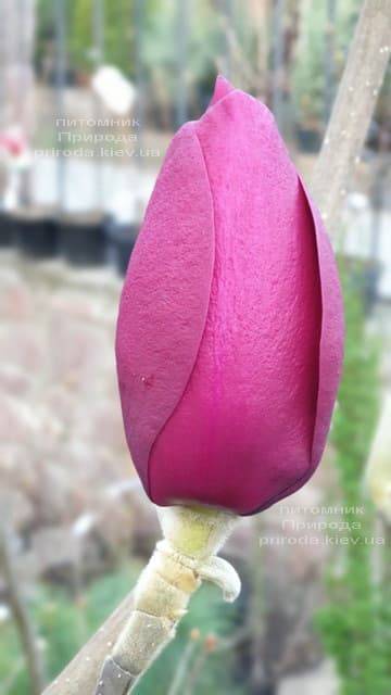 Магнолия Блэк Тюлип (Magnolia Black Tulip) ФОТО Питомник растений Природа (49)