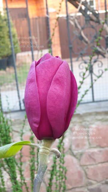 Магнолия Блэк Тюлип (Magnolia Black Tulip) ФОТО Питомник растений Природа (50)
