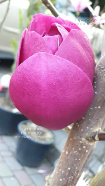 Магнолія Блек Тюліп (Magnolia Black Tulip) ФОТО Розплідник рослин Природа (51)