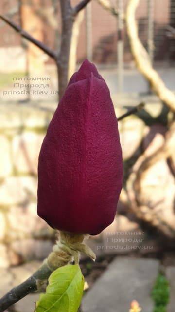 Магнолія Блек Тюліп (Magnolia Black Tulip) ФОТО Розплідник рослин Природа (52)