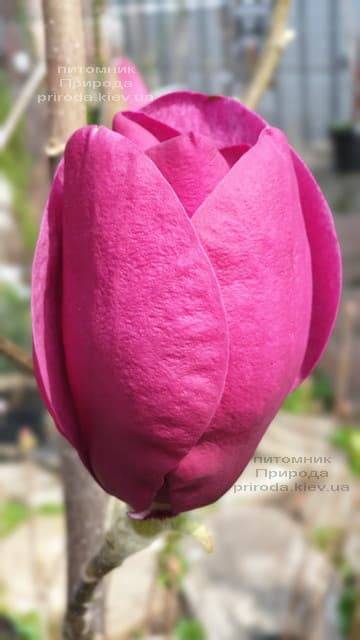 Магнолия Блэк Тюлип (Magnolia Black Tulip) ФОТО Питомник растений Природа (54)
