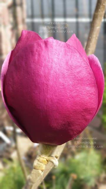 Магнолія Блек Тюліп (Magnolia Black Tulip) ФОТО Розплідник рослин Природа (55)