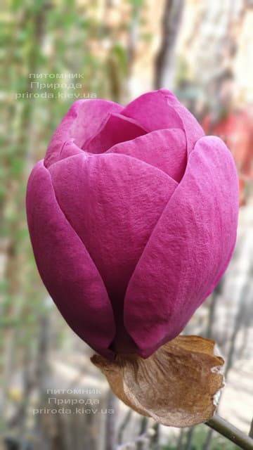 Магнолія Блек Тюліп (Magnolia Black Tulip) ФОТО Розплідник рослин Природа (56)