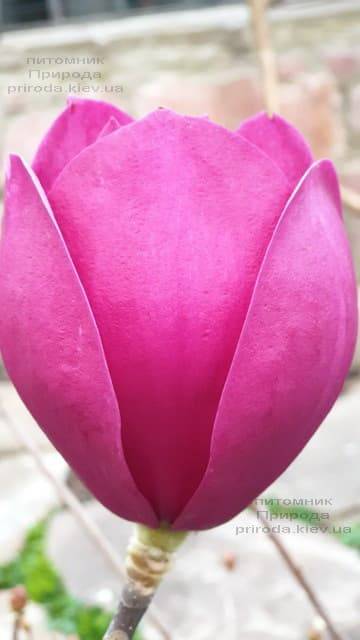 Магнолія Блек Тюліп (Magnolia Black Tulip) ФОТО Розплідник рослин Природа (57)