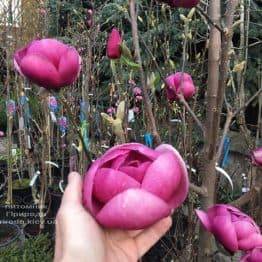 Магнолия Блэк Тюлип (Magnolia Black Tulip) ФОТО Питомник растений Природа (62)