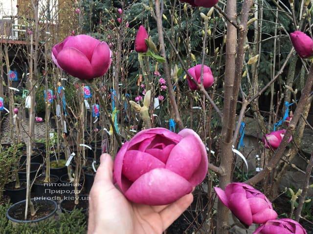 Магнолія Блек Тюліп (Magnolia Black Tulip) ФОТО Розплідник рослин Природа (62)