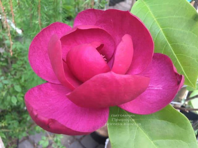 Магнолія Блек Тюліп (Magnolia Black Tulip) ФОТО Розплідник рослин Природа (63)