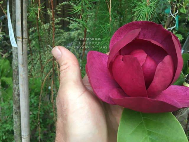Магнолія Блек Тюліп (Magnolia Black Tulip) ФОТО Розплідник рослин Природа (64)