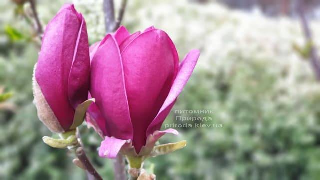 Магнолия Джени (Magnolia Genie) ФОТО Питомник растений Природа (32)