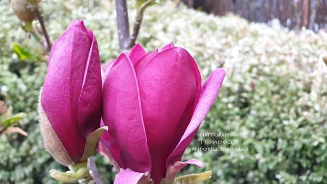 Магнолія Джені (Magnolia Genie) ФОТО Розплідник рослин Природа (33)