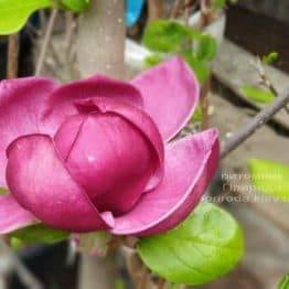 Магнолія Джені (Magnolia Genie) ФОТО Розплідник рослин Природа (36)