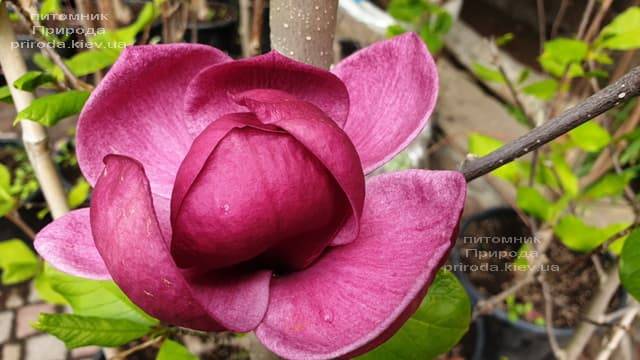 Магнолія Джені (Magnolia Genie) ФОТО Розплідник рослин Природа (39)
