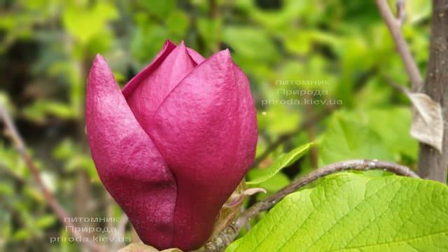 Магнолія Джені (Magnolia Genie) ФОТО Розплідник рослин Природа (41)