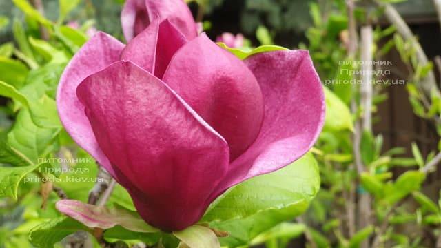 Магнолія Джені (Magnolia Genie) ФОТО Розплідник рослин Природа (42)