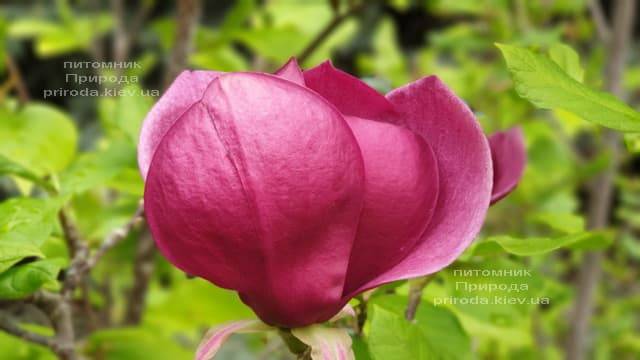 Магнолия Джени (Magnolia Genie) ФОТО Питомник растений Природа (45)