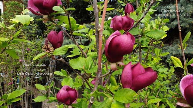 Магнолия Джени (Magnolia Genie) ФОТО Питомник растений Природа (47)