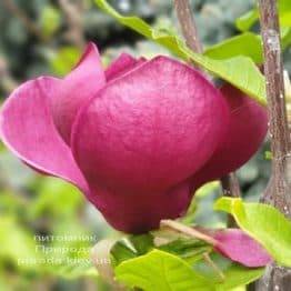 Магнолия Джени (Magnolia Genie) ФОТО Питомник растений Природа (48)