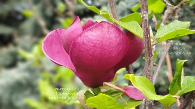 Магнолія Джені (Magnolia Genie) ФОТО Розплідник рослин Природа (48)