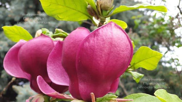 Магнолия Джени (Magnolia Genie) ФОТО Питомник растений Природа (50)