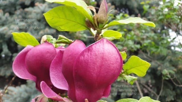 Магнолія Джені (Magnolia Genie) ФОТО Розплідник рослин Природа (51)