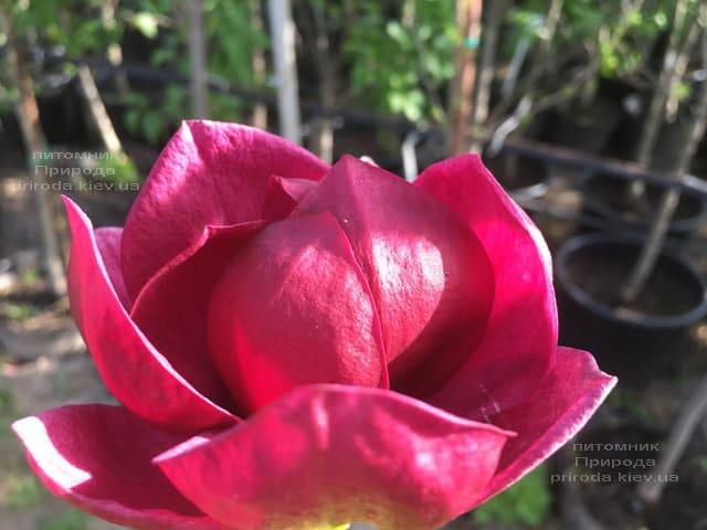 Магнолія Джені (Magnolia Genie) ФОТО Розплідник рослин Природа (52)