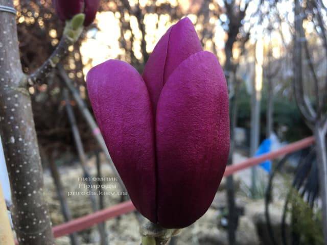 Магнолія Клеопатра (Magnolia Cleopatra Tulip) ФОТО Розплідник рослин Природа (1)