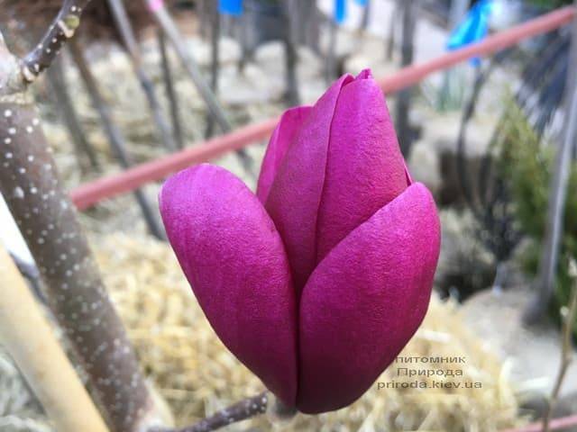 Магнолія Клеопатра (Magnolia Cleopatra Tulip) ФОТО Розплідник рослин Природа (2)