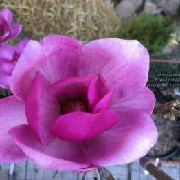 Магнолія Клеопатра (Magnolia Cleopatra Tulip) ФОТО Розплідник рослин Природа (5)