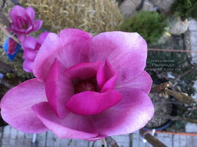 Магнолия Клеопатра (Magnolia Cleopatra Tulip) ФОТО Питомник растений Природа (5)
