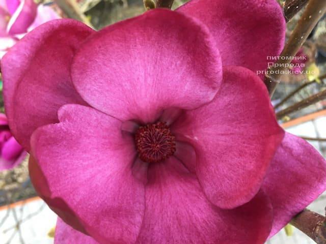 Магнолія Клеопатра (Magnolia Cleopatra Tulip) ФОТО Розплідник рослин Природа (7)
