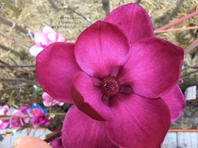 Магнолия Клеопатра (Magnolia Cleopatra Tulip) ФОТО Питомник растений Природа (8)