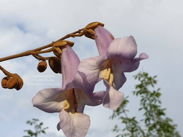 Павловния войлочная (Paulownia tomentosa) ФОТО Питомник растений Природа (12)