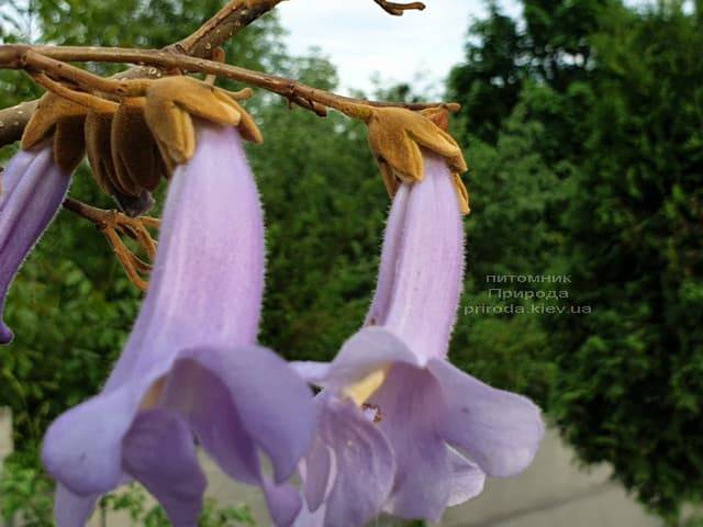 Павловния войлочная (Paulownia tomentosa) ФОТО Питомник растений Природа (14)