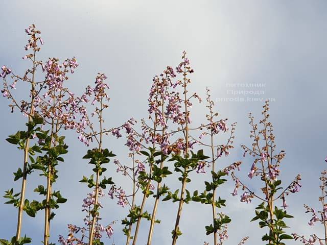 Павловния войлочная (Paulownia tomentosa) ФОТО Питомник растений Природа (15)