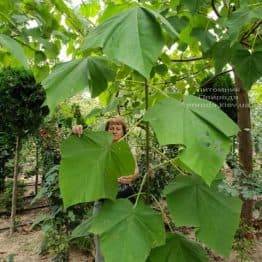 Павловния войлочная (Paulownia tomentosa) ФОТО Питомник растений Природа (3)