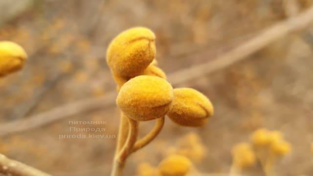 Павловния войлочная (Paulownia tomentosa) ФОТО Питомник растений Природа (6)