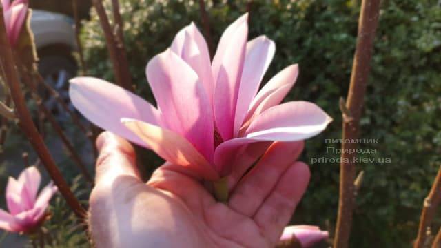 Магнолія Суланжа Галаксі (Magnolia soulangeana Galaxy) ФОТО Розплідник рослин Природа (11)